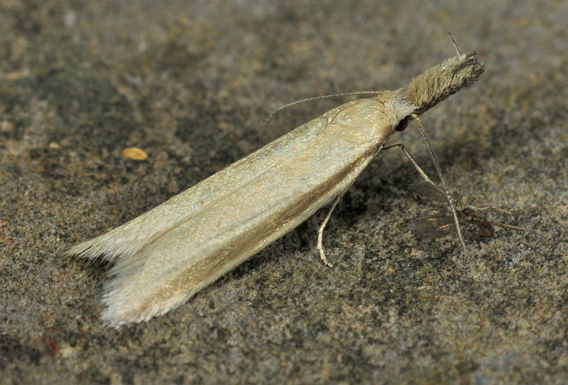 8 Oecophoridae - Pleurota pyropella
